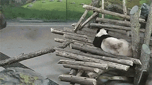 blazepress:  Squirrel wakes up panda.