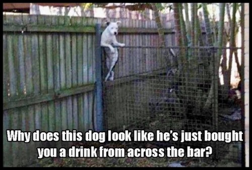 im-her-strong-n-steady:  candy803:  imfinallyfound:  😂  😂🐾  Lol