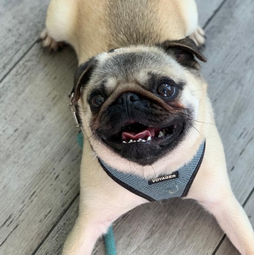 TFW u remember what a good boi u r - #pug #pupper #doge #dogsmile #pugs #puglife #puppy #puppies #do