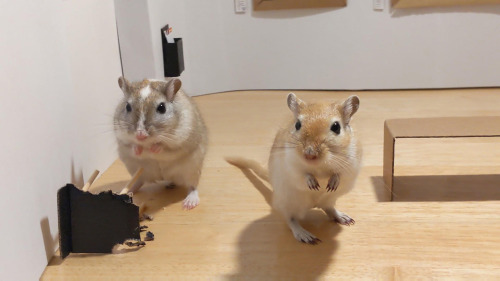 historyofartdaily: A miniature art gallery for gerbils!@filippo_lo, an independent curator, designed