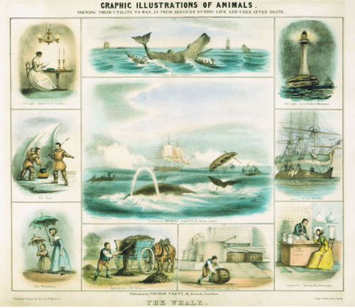 “The Whale and its Products,” ca. 1900. Whales were hunted with increasing efficiency and ruthlessne