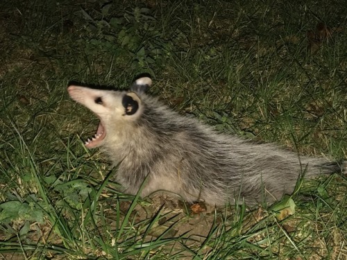 possumoftheday: Today’s Possum of the Day has been brought to you by: Ahhhhhhh! (Submitte