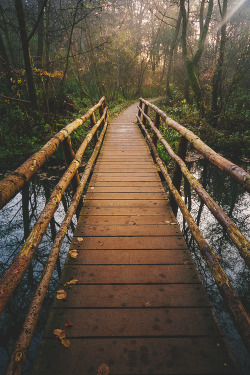 plasmatics-life:  Bridge toward the light