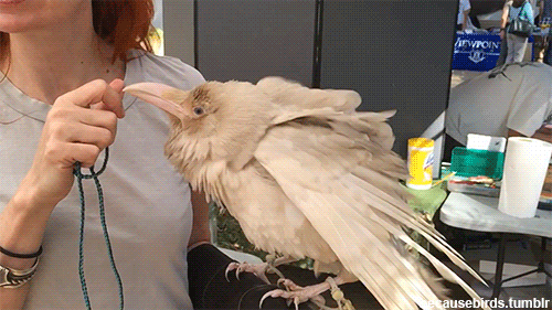 becausebirds:  becausebirds:  I met this albino Raven named Pearl today at Bird Fest. It is only one of four known albino Ravens in the whole world. Pearl lives in this woman’s house. The handler has a permit, and the bird is property of the government