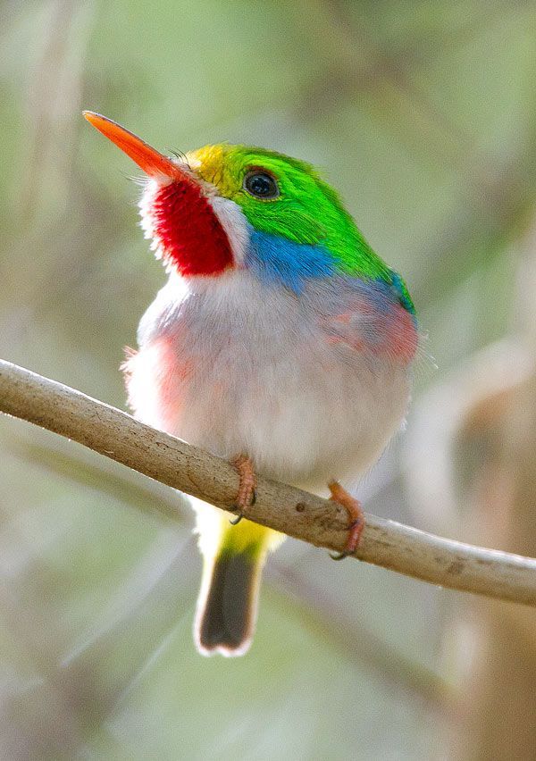 Tiny delight (Cuban Tody)