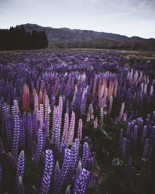 floralls: Lake Tekapo,NZ by Jordan Heath