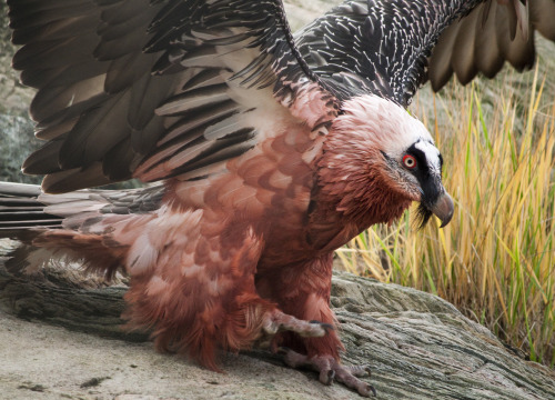 ainawgsd:Bearded VultureBearded vultures have reddish yellow or white plumage on the head and breast