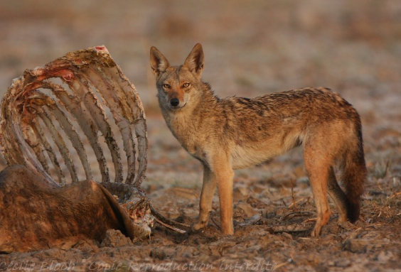 Gray wolf subspecies