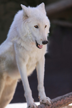 sdzoo:  Kenai by Angie Bell 