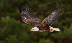 superbnature:  Bald Eagle in flight, #6 (Burian) by PeterKBurian http://ift.tt/16yyroM