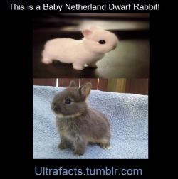ultrafacts:  Netherland Dwarf Rabbits have a baby face that you’ll just fall in love with. Even full-grown. The first dwarf rabbits were more like wild rabbits. They were fearful and sometimes had aggressive behavior. Through selective breeding throughout