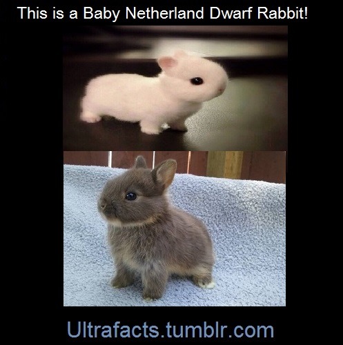 Sex ultrafacts:  Netherland Dwarf Rabbits have pictures