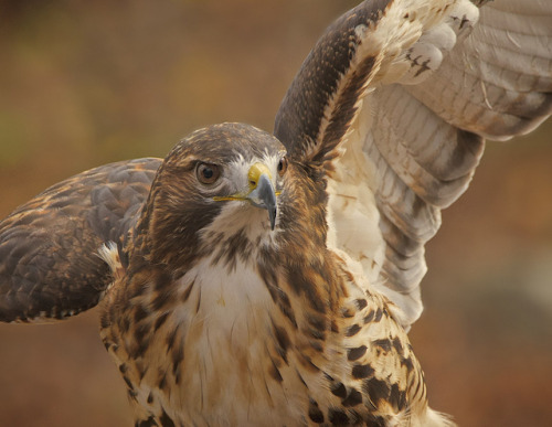 thalassarche: Red-tailed Hawk (Buteo jamaicensis) - photo by John Bloomfield