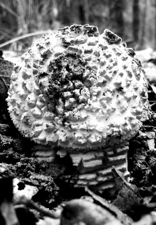 photochallenge2018:Amanita mushroom in its awkward teen phase or egg-form.-Spores&MoreHi @spores