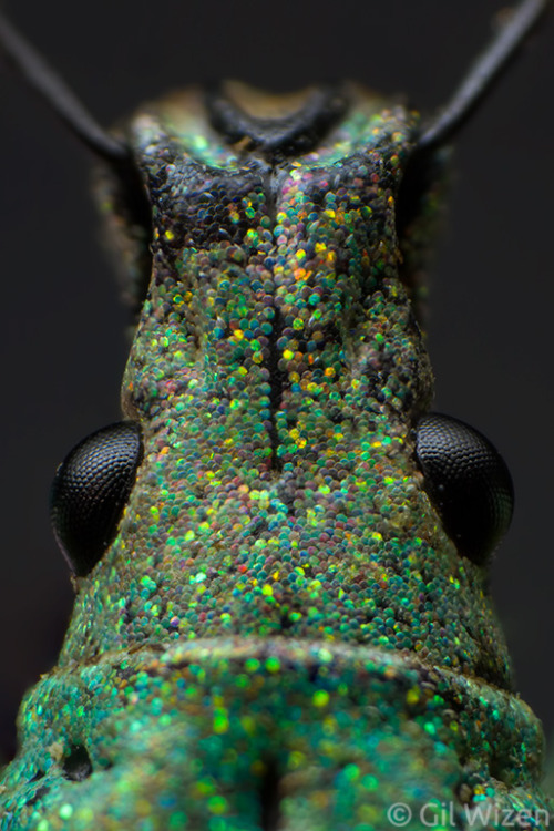 alucardbrofist: b33tl3b0y: look at the little scales on my glittery weevil son! they’re called “phot