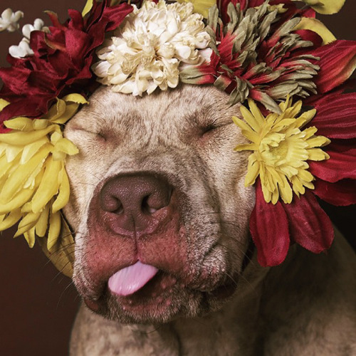 tamponinateacup: awesome-picz: ‘Pit Bull Flower Power’ by  French photographer Soph