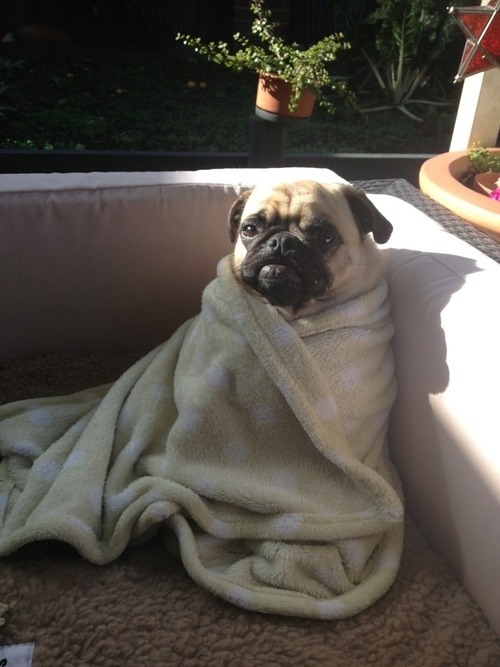 karlmarxofficial:  catbountry:  Pugs.  are pugs even real or did someone just dream