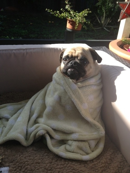 karlmarxofficial:  catbountry:  Pugs.  are adult photos