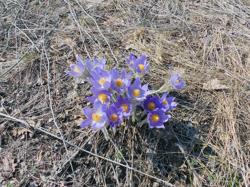 Spring Flowers...