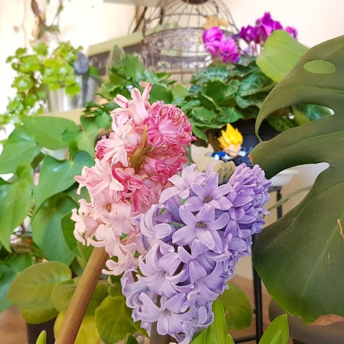 The house smells of hyacinths . #hyacinths #insidegarden #urbangarden #plantmom #plantsagramhttps: