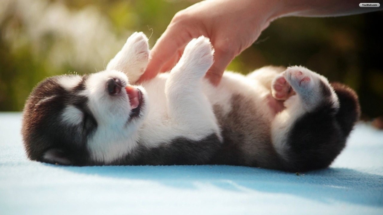 awwww-cute:  Cute pomsky puppy (Source: http://ift.tt/1J9wyhm)