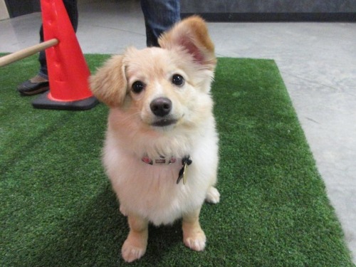 My sweet boy enjoying the indoor dog park.