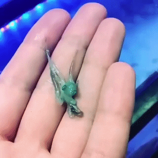 jumpingjacktrash: seatrench:(source) a jade squiggle for luck