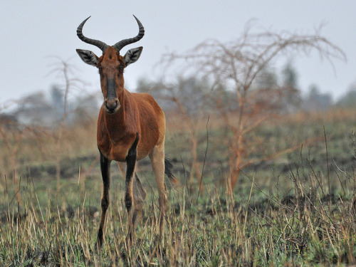 libutron:  Swayne’s Hartebeest, Senkelle Ethiopia photo/text by Tim Melling  Swayne’s Hartbeest or Korkay (Alcelaphus buselaphus swaynei) is a highly endangered subspecies of Hartbeest, with numbers totalling fewer than a thousand. They are listed
