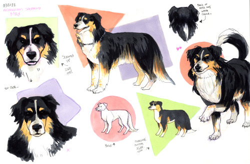 （●´∀｀）ノ♡More lovely dog studies of our boy Max. Hopefully I can carve out more time for these this m