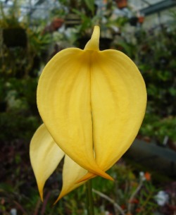 Orchid-A-Day:  Masdevallia Coccinea (Yellow) April 15, 2016  