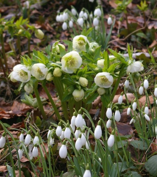 morigrrl:  Hellebores and Snowdrops