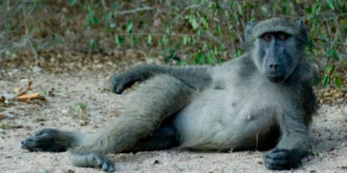 Gay baboon terrorizes village in South Africa, adult photos