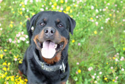 handsomedogs:  Václav Daneš | Smile on a meadow