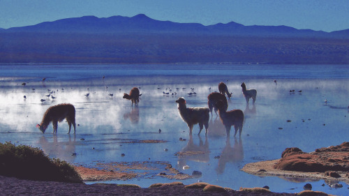 expressions-of-nature:Bolivia by syssy70