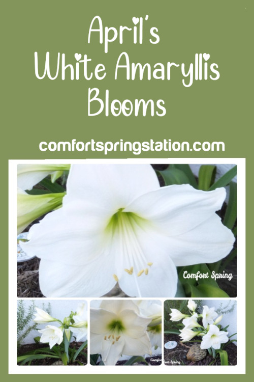 April’s White Amaryllis Blooms