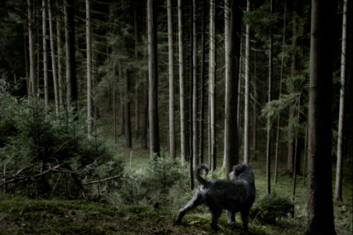 cinemagorgeous:Dogscapes by photographer Jörg Marx.