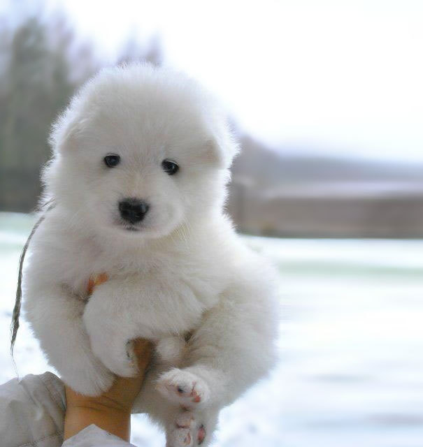 beben-eleben:Chubby Puppies That Look Like Teddy Bears