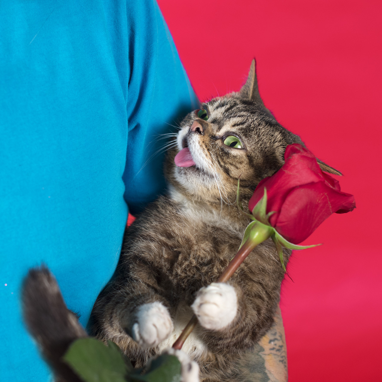 bublog:  BUB got a roseAnd you could get one of the last 20 BUB Plush Toys w/a Valentine