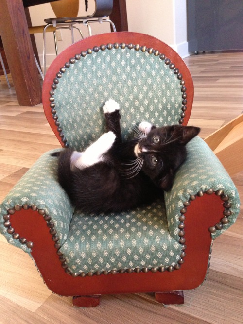 arliss: impala-drama: Today, I found a kitten sized chair and, luckily, I had a kitten to put in it.