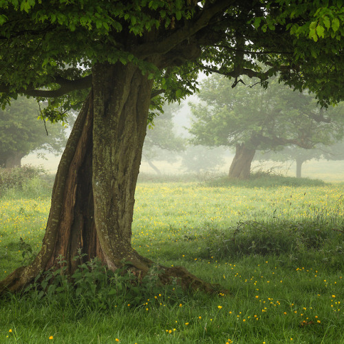 90377: Hatfield Forest Buttercups by Brian Roberts