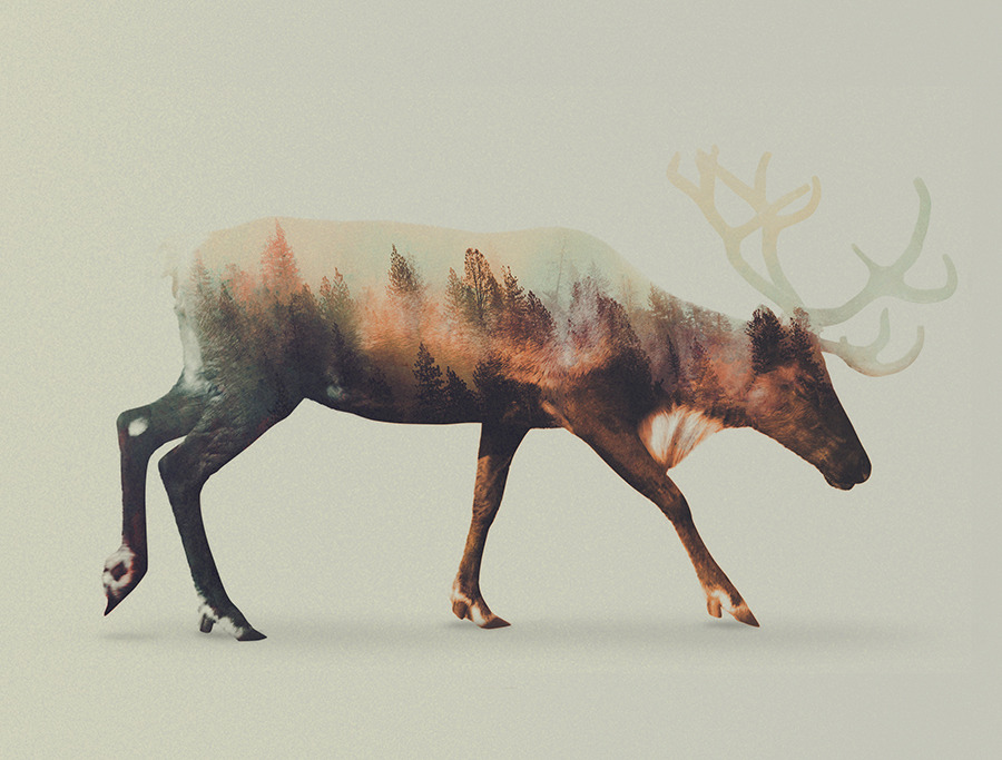artbylie:  Norwegian Woods by Andreas Lie 