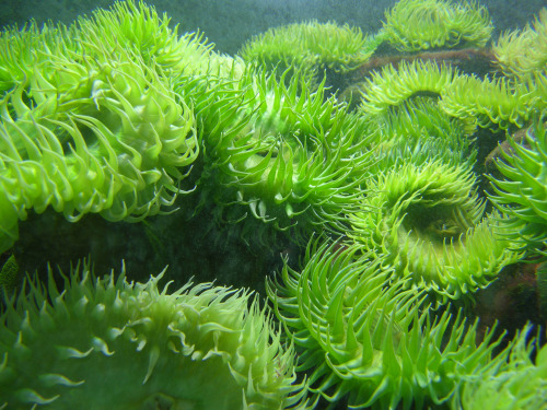 img: https://upload.wikimedia.org/wikipedia/commons/f/f7/GreenAnemonesNEAq.jpgsource