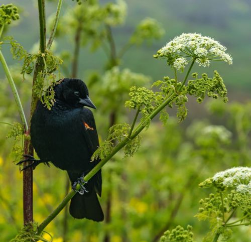 jhoffmannphotography:Red Winged Blackbird | Kehoe Beach. This perched red winged blackbird was very 