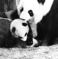 Giant Panda Photos