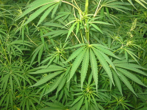 Marijuana plant male or female