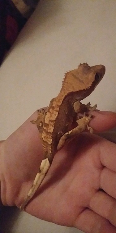 I thought Smaug and Ducky (my crestie) looked a lot a like!!!! &mdash;- They do, Ducky is cute!