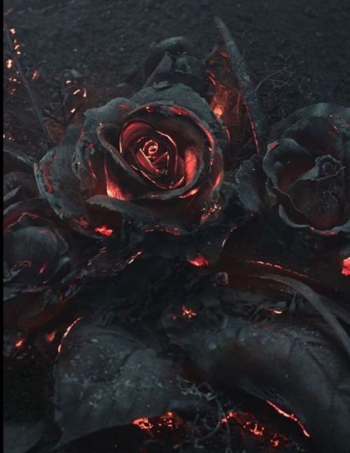 thisobscuredesireforbeauty:  A rose that was burned by a wildfire.Source