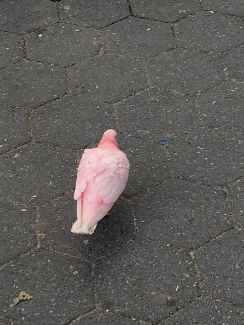 tinyish:there is a pink pigeon wandering around nyc I wonder how she got here