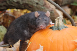 saritawolf:  brintty:  saritawolf:  Fall pics with the ratties (Blue had surgery to get a tumor removed so she’s wearing a little sweater to keep her from picking at the stitches)  I love how much people love their companion animals.  I love how much