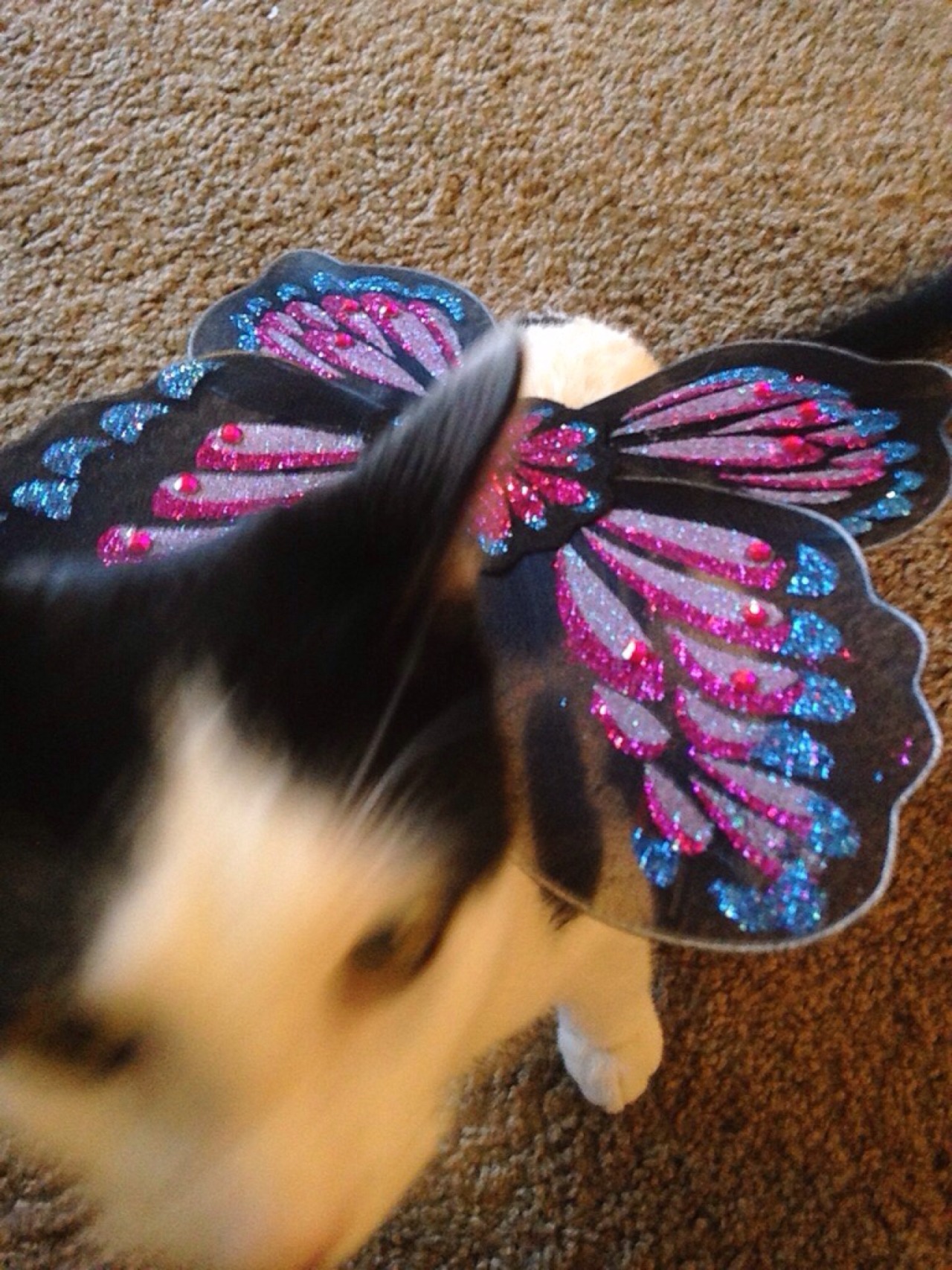 My cute lil butterfly!! She keeps trying to eat her wings. 😂